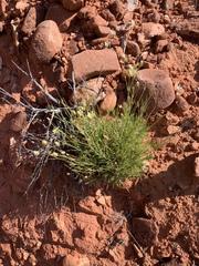 Eremogone macradenia