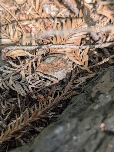 Pacific chorus frog seen in Sonoma Valley