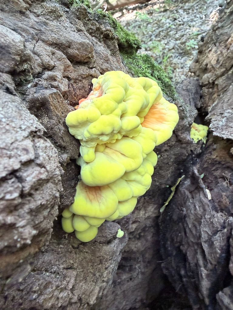 chicken of the woods · August 2026 · photo: Photo: (c) Erica Tava Johnson, some rights reserved (CC BY) · iNaturalist