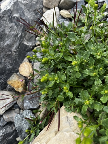 Senecio fremontii, photograph 6