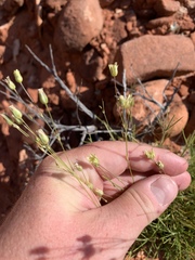 Eremogone macradenia