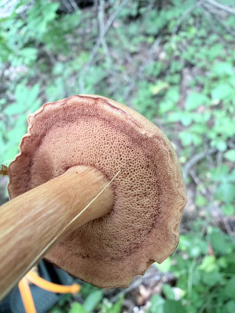 Peppery Bolete · August 2026 · photo: Photo: (c) Erica Tava Johnson, some rights reserved (CC BY) · iNaturalist