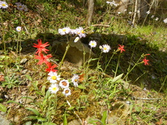 Silene virginica