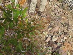 Spinoliva ilicifolia