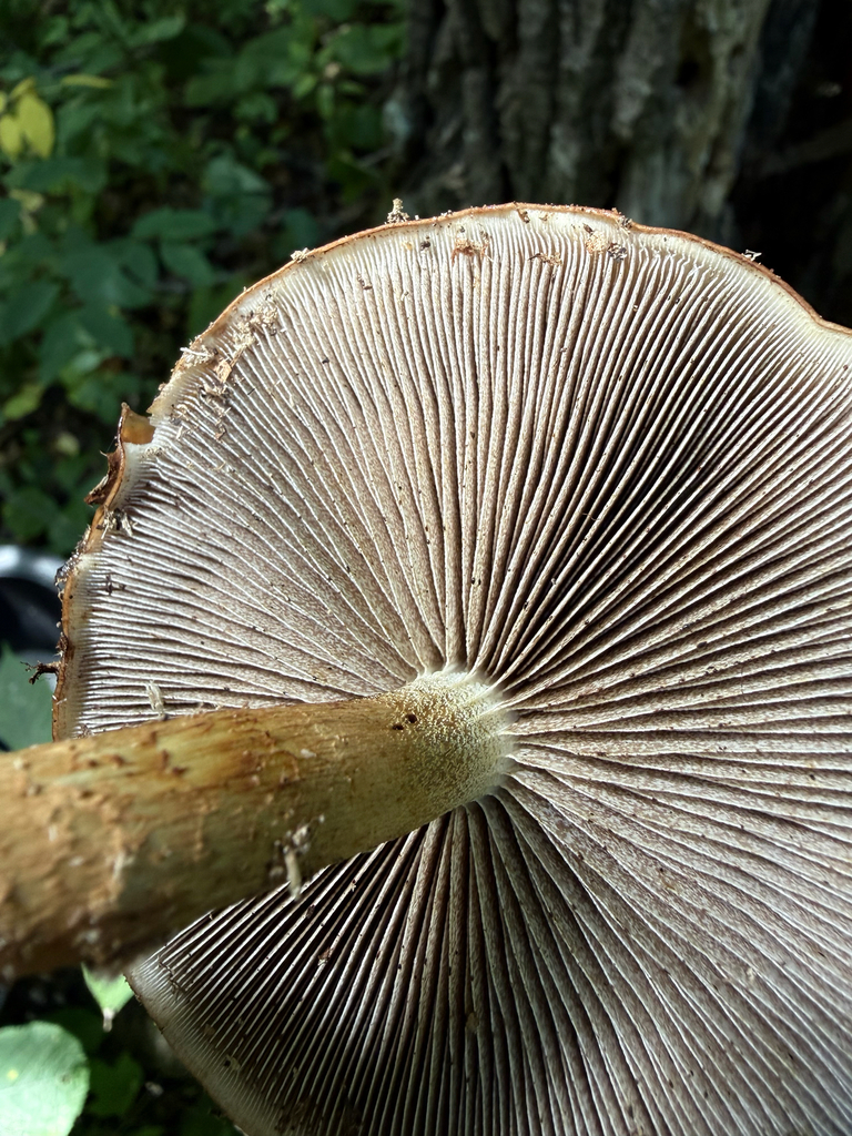 Hemistropharia albocrenulata · August 2026 · photo: Photo: (c) Erica Tava Johnson, some rights reserved (CC BY) · iNaturalist