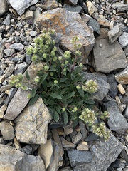 author not stated, no rights reserved Phacelia hastata, photograph author not stated, no rights reserved