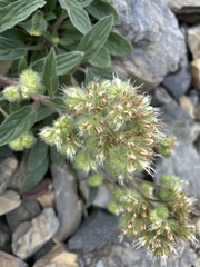 Phacelia hastata, photograph author not stated, no rights reserved