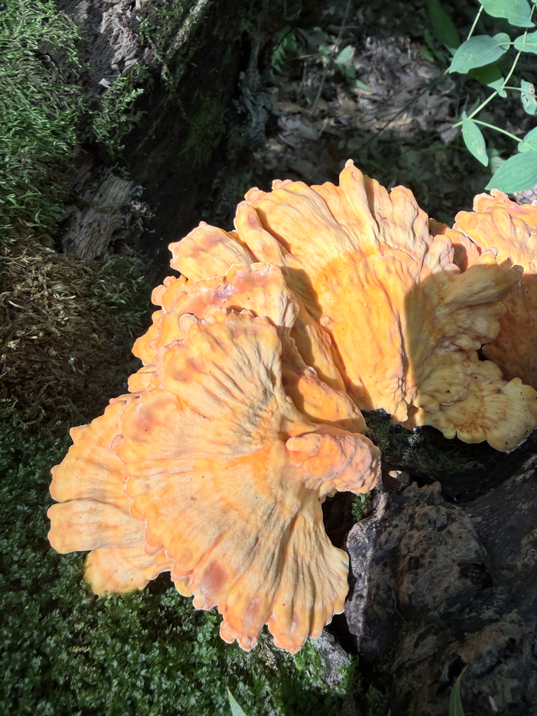 chicken of the woods · August 2026 · photo: Photo: (c) Erica Tava Johnson, some rights reserved (CC BY) · iNaturalist