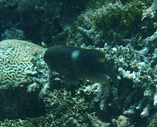 Dischistodus pseudochrysopoecilus observed 2026-08-23