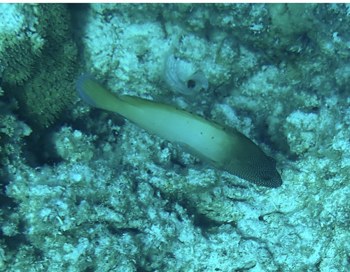 Cephalopholis microprion observed 2026-08-23