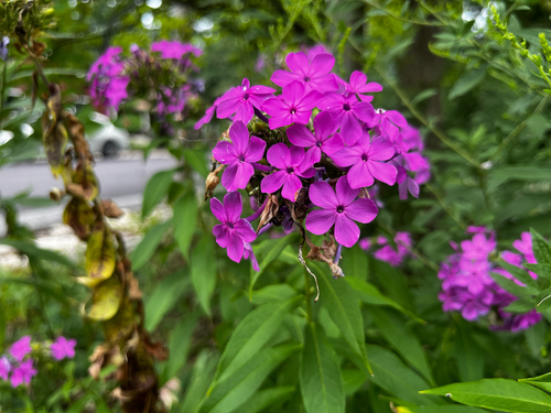 fall phlox
