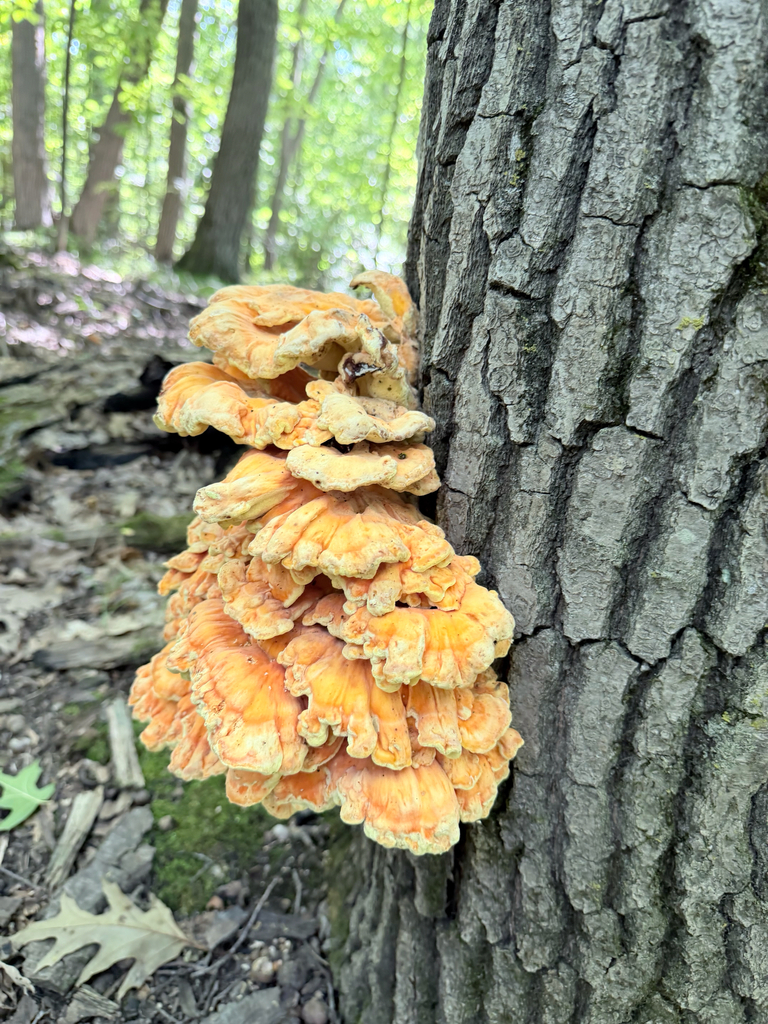 chicken of the woods · August 2026 · photo: Photo: (c) Erica Tava Johnson, some rights reserved (CC BY) · iNaturalist