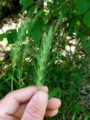 Elymus macgregorii