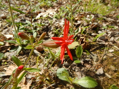 Silene virginica