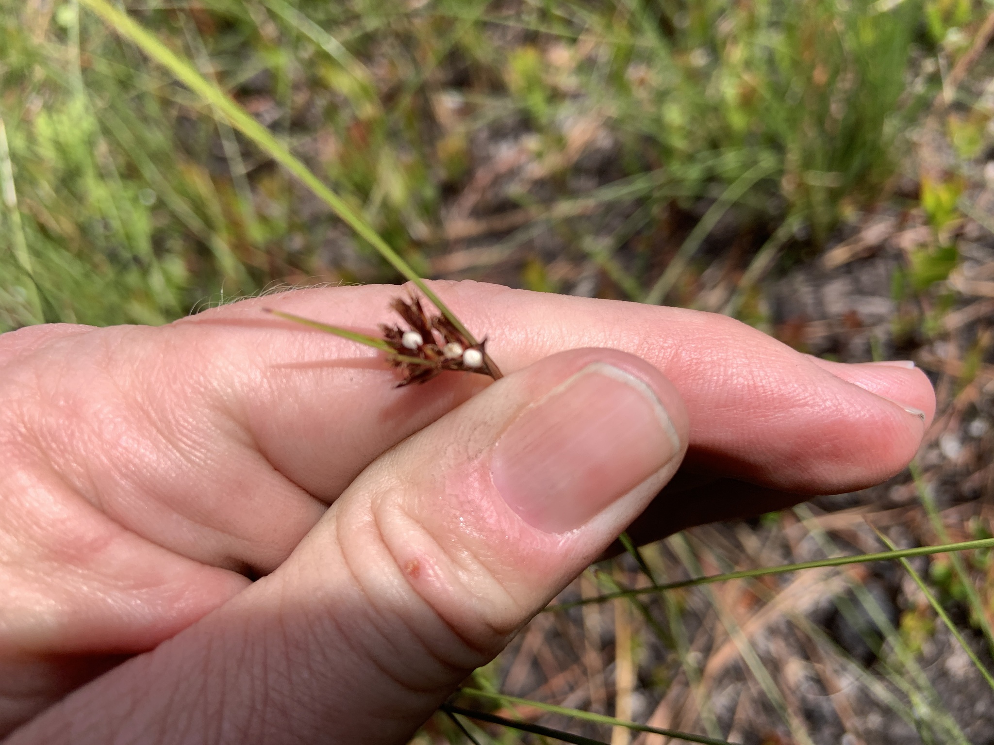 Scleria pauciflora var. pauciflora