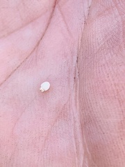 Scleria pauciflora pauciflora