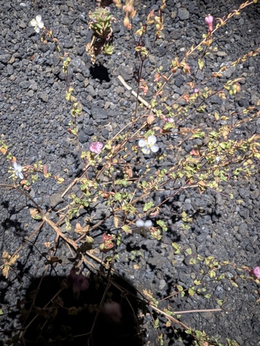 Eremothera boothii, photograph 4