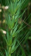 Elymus macgregorii