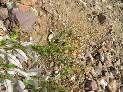 Spinoliva ilicifolia