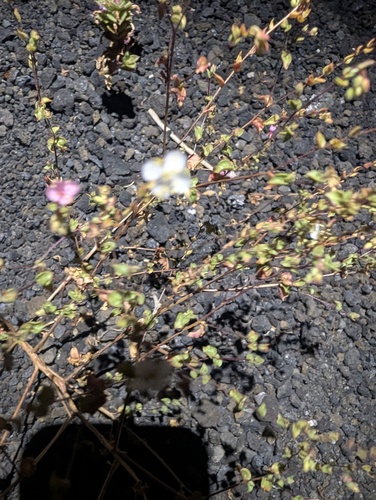 Eremothera boothii, photograph 5