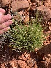 Eremogone macradenia