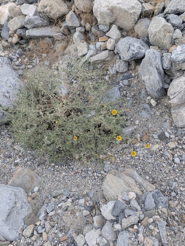 Encelia actoni, photograph 5