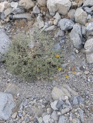 Encelia actoni, photograph (c) Trevor Van Loon, some rights reserved (CC BY)