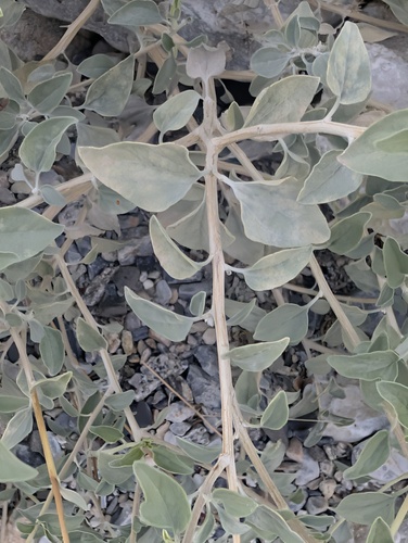Encelia actoni, photograph 6