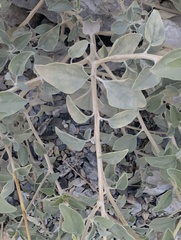 Encelia actoni, photograph (c) Trevor Van Loon, some rights reserved (CC BY)