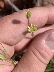 Eremogone macradenia