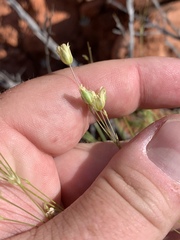 Eremogone macradenia