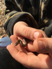 Virginia valeriae elegans