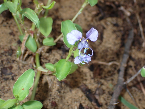 Commelina forskaolii, photograph 6