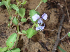 Commelina forskaolii, photograph (c) harrier, some rights reserved (CC BY)