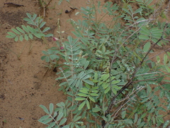 Tephrosia purpurea
