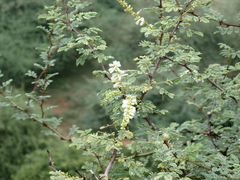 Senegalia senegal