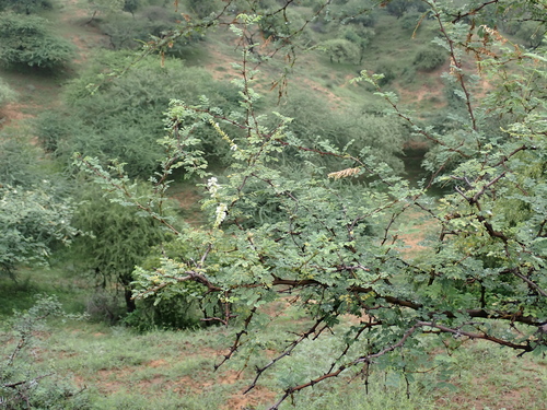 Senegalia senegal, photograph 1
