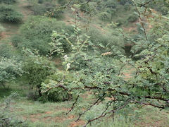 Senegalia senegal, photograph (c) harrier, some rights reserved (CC BY)
