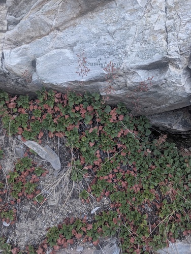 Heuchera rubescens, photograph 3