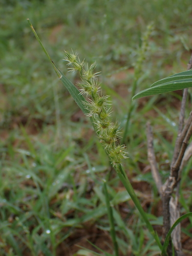 Indian sandbur (Cenchrus biflorus)