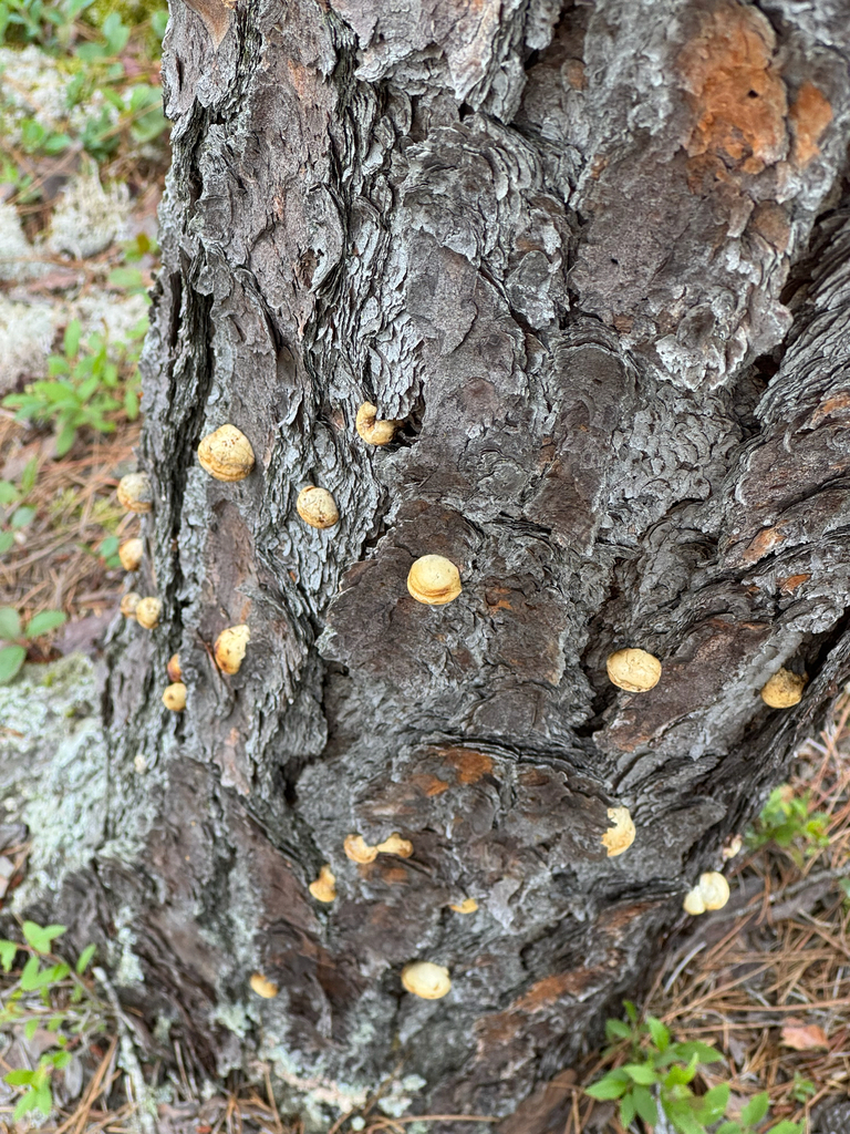 Veiled Polypore · August 2026 · photo: Photo: no rights reserved · iNaturalist