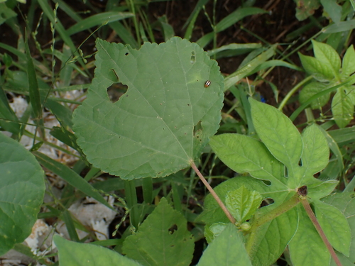 Ipomoea pes-tigridis, photograph 4