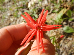 Silene virginica