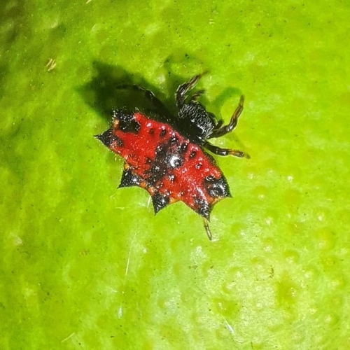 Spinybacked Orbweaver