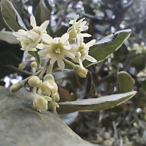 Peumus boldus, photograph 2