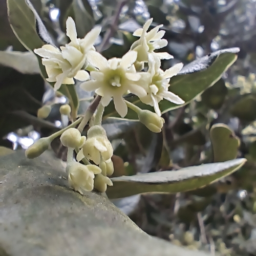 Peumus boldus, photograph 3