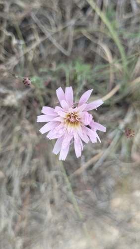 Pinaropappus roseus