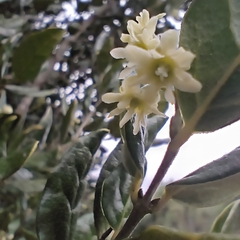 Peumus boldus, photograph author not stated, no rights reserved