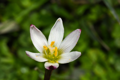 Zephyranthes minima