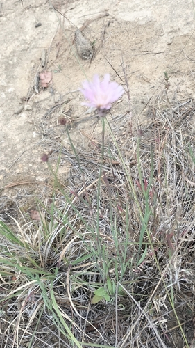Pinaropappus roseus, photograph 3